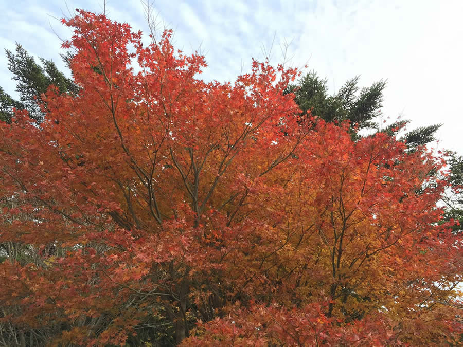2014年秋ツーリング六甲山の紅葉